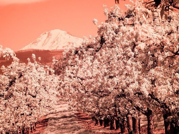 Eggers, Terry 아티스트의 USA-Oregon-Columbia Gorge Infrared of Spring orchards and Mount Rainier작품입니다.